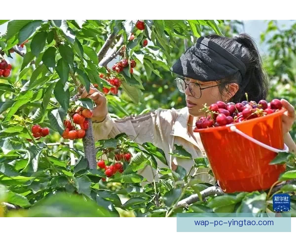 樱桃视频官网：探寻视界之巅，悦享无限精彩